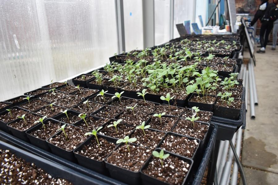 Image from DC School Gardens